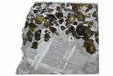 Seymchan Pallasite Meteorite Slice ( g) - Russia #305584-1